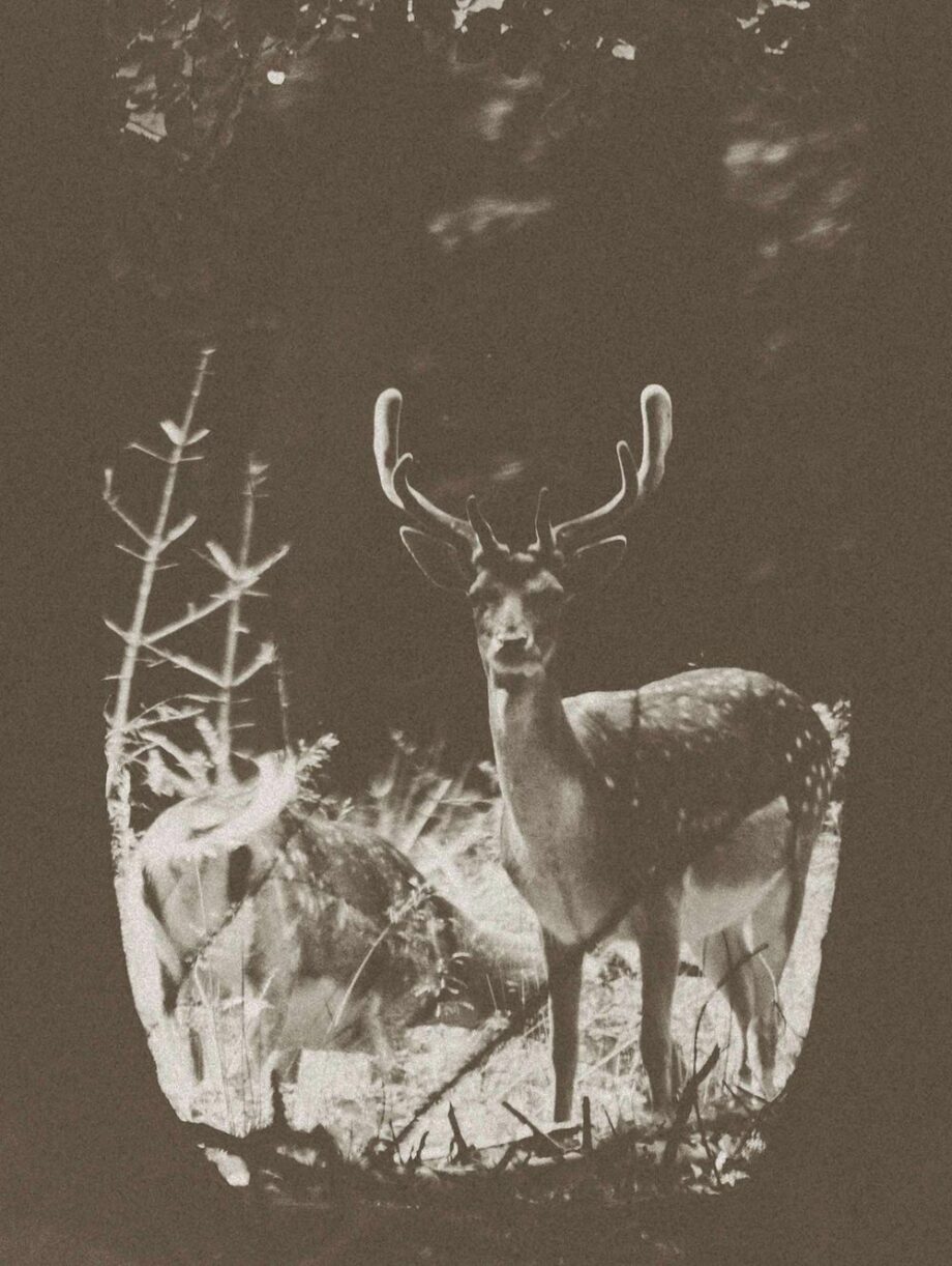 The Deer - Image 4